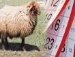Qurban bayramında neçə gün&nbsp;iş olmayacaq?