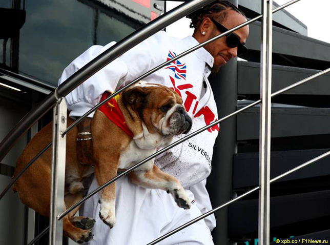 Hemilton 12 yaşlı buldoqa görə narahatdır