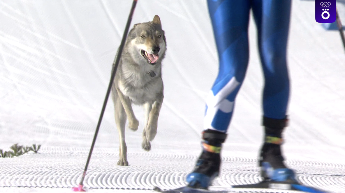 Trek xəttinə tərəf qaçan it fotofinişə düşüb - FOTO