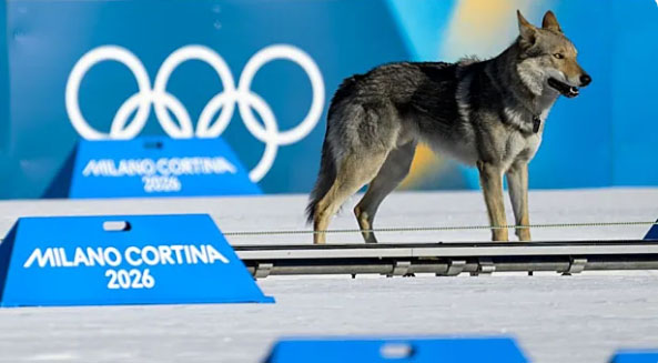 Fotofinişə düşən itin sahibini tapdılar