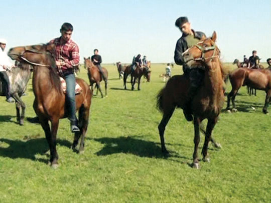 Masallıda ənənəvi cıdır yarışları təşkil olunub